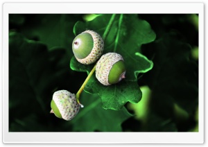 FoMef Nature Shoots - Nuts Ultra HD Wallpaper for 4K UHD Widescreen desktop, tablet & smartphone