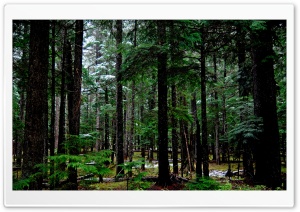 Forest 15 Ultra HD Wallpaper for 4K UHD Widescreen desktop, tablet & smartphone