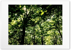 Forest 4K UHD Wallpaper for Widescreen and UltraWide Desktop, UltraHD TV, Smartphone, Tablet