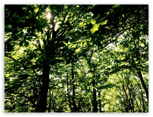 Forest UltraHD Wallpaper for Fullscreen 4:3 ;