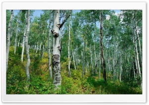 Forest 25 Ultra HD Wallpaper for 4K UHD Widescreen desktop, tablet & smartphone