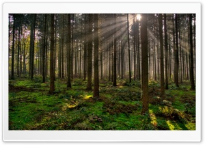Forest 30 Ultra HD Wallpaper for 4K UHD Widescreen desktop, tablet & smartphone