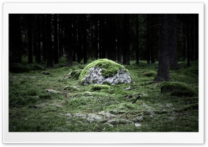 Forest 34 Ultra HD Wallpaper for 4K UHD Widescreen desktop, tablet & smartphone