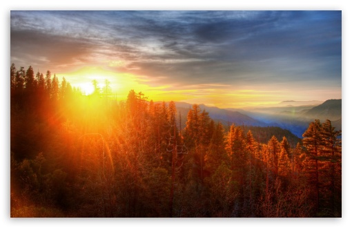Forest UltraHD Wallpaper for Widescreen 16:10 ;