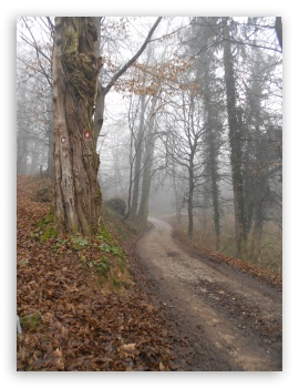 Forest UltraHD Wallpaper for Mobile 3:4 ;