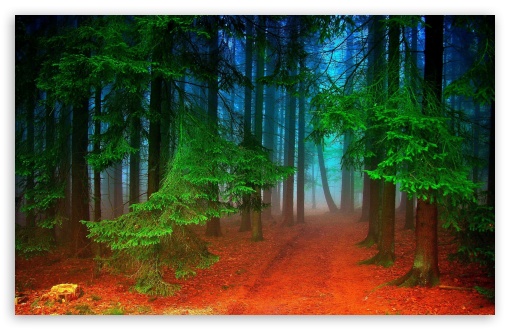 forest UltraHD Wallpaper for Wide 16:10 Widescreen WHXGA WQXGA WUXGA WXGA ;