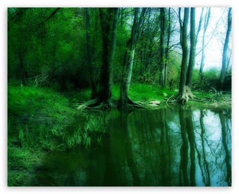 forest UltraHD Wallpaper for Fullscreen 5:4 ;