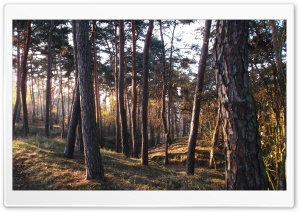 Forest 4K UHD Wallpaper for Widescreen and UltraWide Desktop, UltraHD TV, Smartphone, Tablet