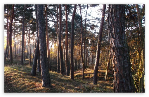 Forest UltraHD Wallpaper for UHD 16:9 ; HD 16:9 ; Widescreen 16:10 ; Fullscreen 4:3 ;