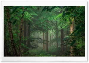 Forest after Rain, Green Trees, Mist 4K UHD Wallpaper for Widescreen and UltraWide Desktop, UltraHD TV, Smartphone, Tablet