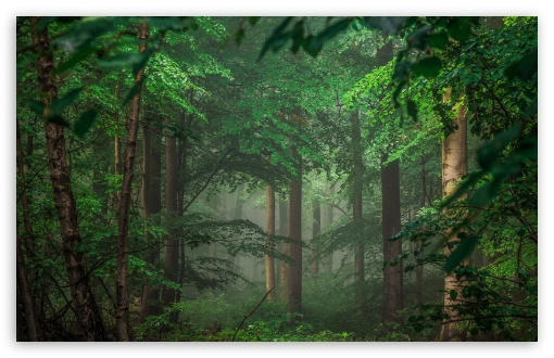Forest after Rain, Green Trees, Mist UltraHD Wallpaper for UHD 16:9 ; HD 16:9 ; UltraWide 21:9 24:10 32:9 32:10 ; Widescreen 16:10 5:3 ; Fullscreen 4:3 5:4 3:2 ; Tablet 1:1 ; Mobile 9:16 9:19.5 9:20 9:21 9:22 10:16 2:3 3:5 3:4 ; Dual 16:10 5:3 16:9 4:3 5:4 3:2 ;