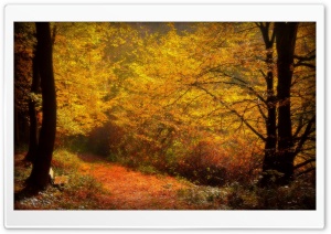 Forest Alley, Autumn Ultra HD Wallpaper for 4K UHD Widescreen desktop, tablet & smartphone