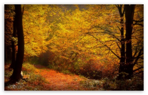 Forest Alley, Autumn UltraHD Wallpaper for Wide 16:10 5:3 Widescreen WHXGA WQXGA WUXGA WXGA WGA ; 8K UHD TV 16:9 Ultra High Definition 2160p 1440p 1080p 900p 720p ; Standard 4:3 5:4 3:2 Fullscreen UXGA XGA SVGA QSXGA SXGA DVGA HVGA HQVGA ( Apple PowerBook G4 iPhone 4 3G 3GS iPod Touch ) ; Tablet 1:1 ; iPad 1/2/Mini ; Mobile 4:3 5:3 3:2 16:9 5:4 - UXGA XGA SVGA WGA DVGA HVGA HQVGA ( Apple PowerBook G4 iPhone 4 3G 3GS iPod Touch ) 2160p 1440p 1080p 900p 720p QSXGA SXGA ; Dual 5:4 QSXGA SXGA ;