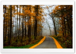 Forest Autumn Ultra HD Wallpaper for 4K UHD Widescreen desktop, tablet & smartphone