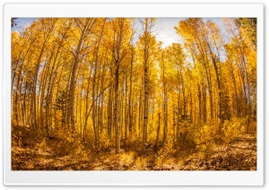 Forest, Autumn Ultra HD Wallpaper for 4K UHD Widescreen desktop, tablet & smartphone