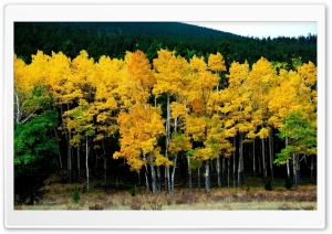 Forest Autumn 3 Ultra HD Wallpaper for 4K UHD Widescreen desktop, tablet & smartphone