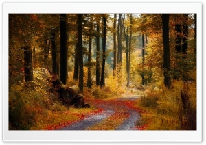 Forest Autumn Ultra HD Wallpaper for 4K UHD Widescreen desktop, tablet & smartphone