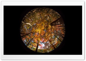 Forest, Autumn Fisheye Ultra HD Wallpaper for 4K UHD Widescreen desktop, tablet & smartphone