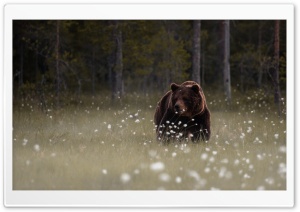 Forest Bear Ultra HD Wallpaper for 4K UHD Widescreen desktop, tablet & smartphone