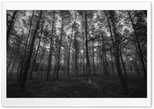 Forest Black and White Ultra HD Wallpaper for 4K UHD Widescreen desktop, tablet & smartphone