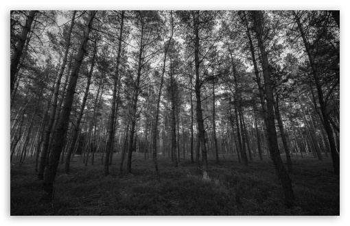 black and white forest wallpaper