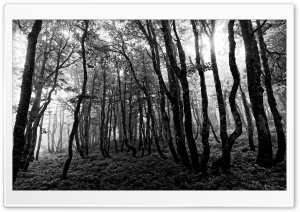 Forest Black and White Photography Ultra HD Wallpaper for 4K UHD Widescreen desktop, tablet & smartphone