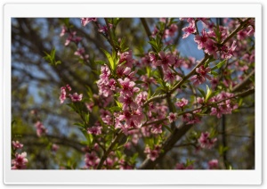 Forest Blossoms Ultra HD Wallpaper for 4K UHD Widescreen desktop, tablet & smartphone