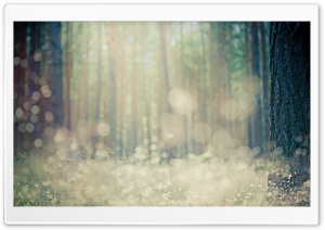 Forest Bokeh Ultra HD Wallpaper for 4K UHD Widescreen desktop, tablet & smartphone