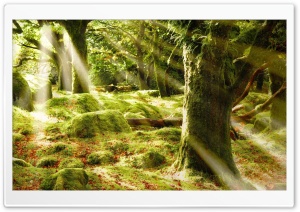 Forest Covered In Moss Ultra HD Wallpaper for 4K UHD Widescreen desktop, tablet & smartphone