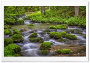 Forest Creek, Mossy Rocks, Spring Ultra HD Wallpaper for 4K UHD Widescreen Desktop, Lockscreen, Screensaver, TV, Tablet, Smartphone