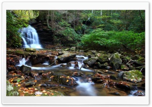 Forest Creek, Summer Ultra HD Wallpaper for 4K UHD Widescreen desktop, tablet & smartphone