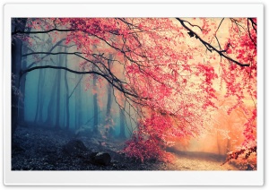 Forest Fall Colors Ultra HD Wallpaper for 4K UHD Widescreen desktop, tablet & smartphone