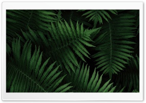 Forest Fern Ultra HD Wallpaper for 4K UHD Widescreen desktop, tablet & smartphone