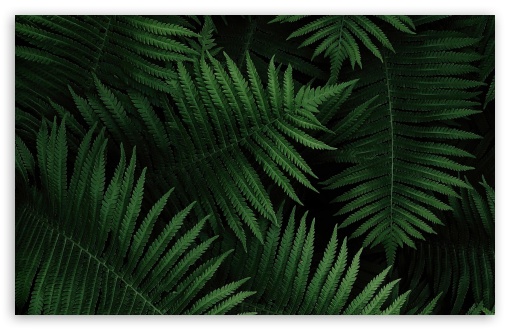 ferns Plants Green HD Wallpapers  Desktop and Mobile Images  Photos