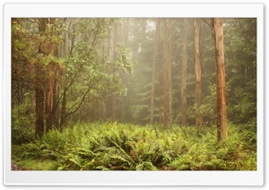 Forest Ferns Ultra HD Wallpaper for 4K UHD Widescreen desktop, tablet & smartphone
