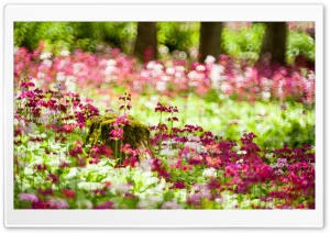 Forest Flowers, Summer Ultra HD Wallpaper for 4K UHD Widescreen desktop, tablet & smartphone