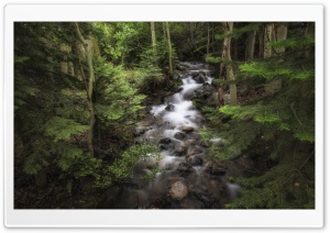 Forest Flowing Water Ultra HD Wallpaper for 4K UHD Widescreen desktop, tablet & smartphone