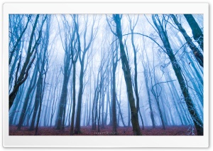 Forest, Fog Ultra HD Wallpaper for 4K UHD Widescreen desktop, tablet & smartphone