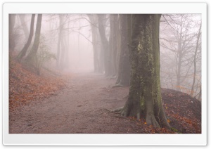 Forest Fog, Autumn Ultra HD Wallpaper for 4K UHD Widescreen desktop, tablet & smartphone