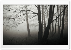 Forest Fog, Winter Ultra HD Wallpaper for 4K UHD Widescreen desktop, tablet & smartphone