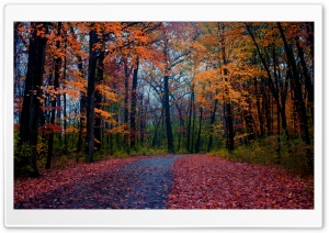 Forest Foliage Ultra HD Wallpaper for 4K UHD Widescreen desktop, tablet & smartphone