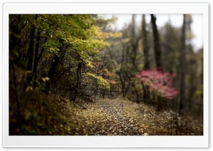 Forest Footpath Ultra HD Wallpaper for 4K UHD Widescreen desktop, tablet & smartphone