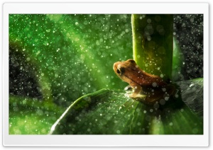 Forest Frog Rain Ultra HD Wallpaper for 4K UHD Widescreen desktop, tablet & smartphone