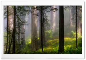 Forest From Fairytale Ultra HD Wallpaper for 4K UHD Widescreen desktop, tablet & smartphone