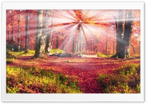 Forest Glade, Autumn Ultra HD Wallpaper for 4K UHD Widescreen desktop, tablet & smartphone