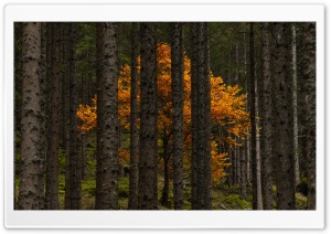 Forest Golden Tree, Austrian Alps Ultra HD Wallpaper for 4K UHD Widescreen desktop, tablet & smartphone
