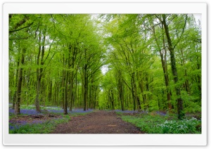 Forest, Green Trees, Spring Ultra HD Wallpaper for 4K UHD Widescreen desktop, tablet & smartphone