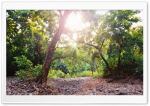 Forest HD Ultra HD Wallpaper for 4K UHD Widescreen desktop, tablet & smartphone