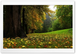 Forest In Autumn Ultra HD Wallpaper for 4K UHD Widescreen desktop, tablet & smartphone
