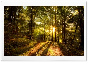 Forest In Late Afternoon Ultra HD Wallpaper for 4K UHD Widescreen desktop, tablet & smartphone